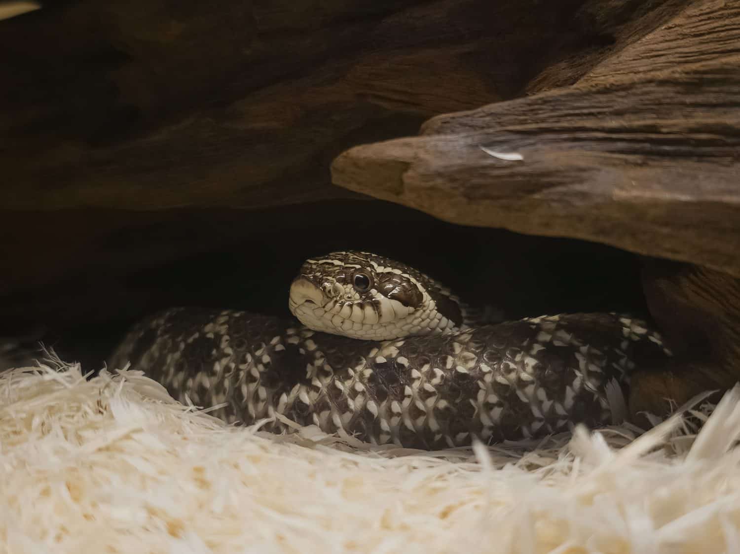Captive Western Hognose Snake Peeking from Hide