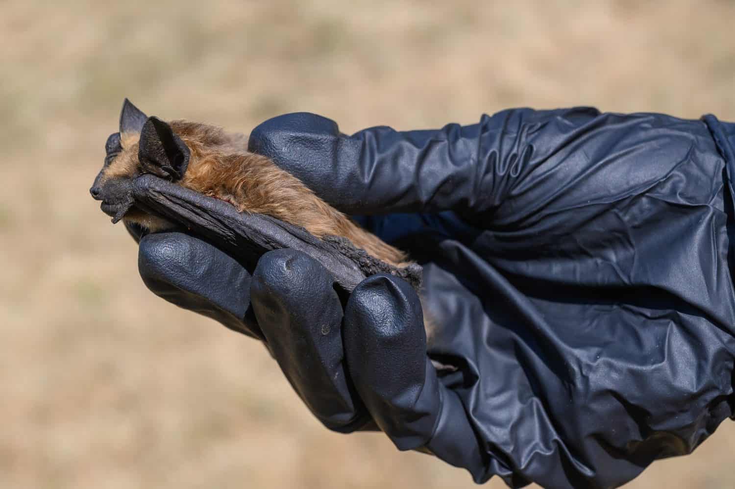A gloved hand holding a dead bat