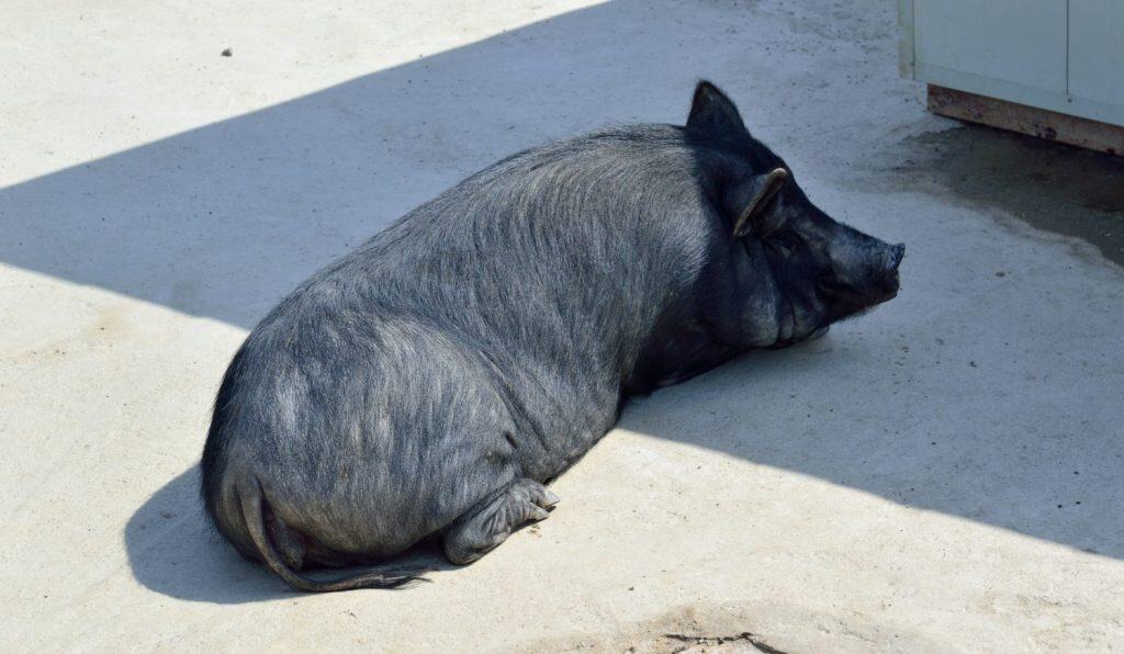 A black pig laying down on concrete ground.