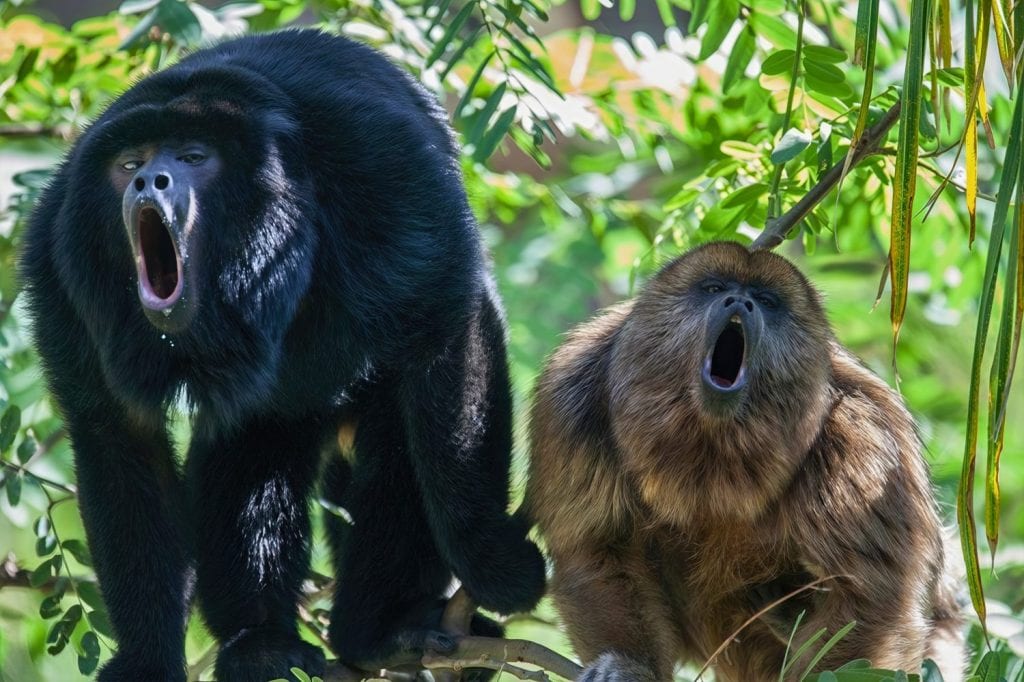Two howler monkeys vocalize loudly among the leaves, one mid-roar and the other climbing a branch in a dense tropical forest