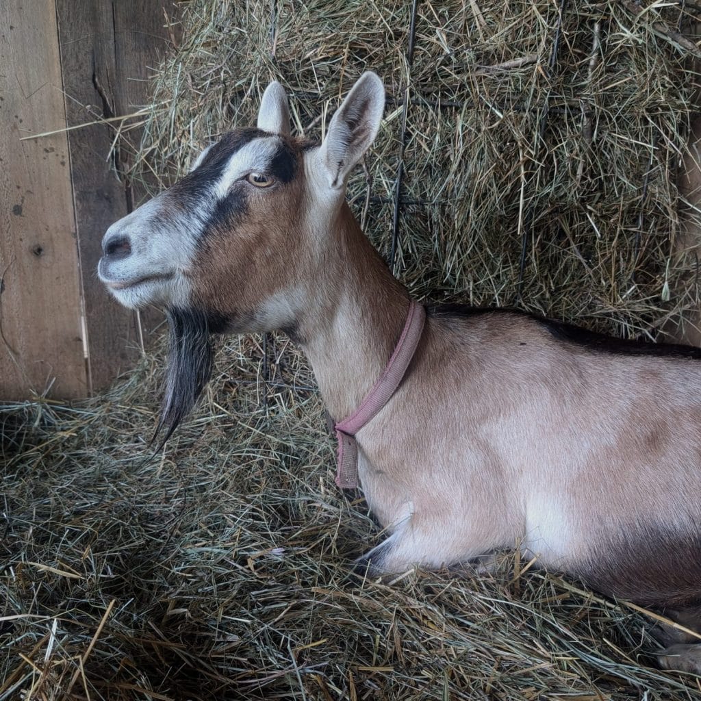 An Alpine dairy goat doe or nanny displaying a swollen chin and throat area typical of bottle jaw, a sign of anemia usually caused by a heavy parasite load