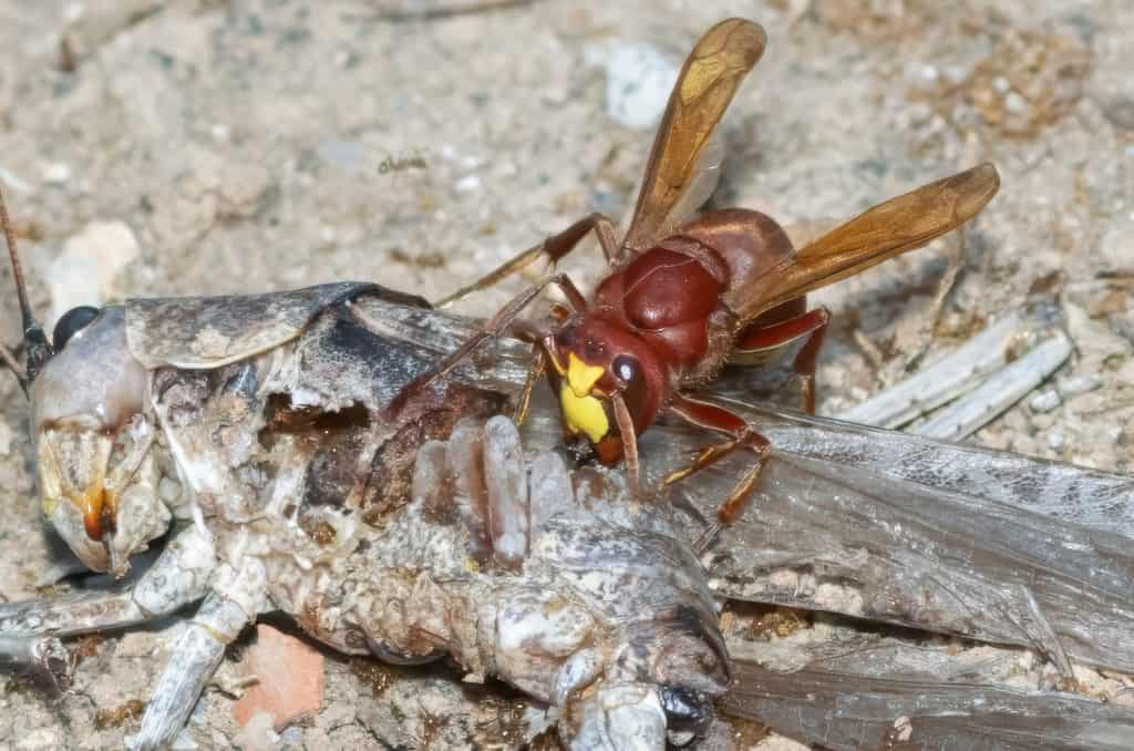 Oriental hornet (Vespa orientalis) on top of a grasshopper body.