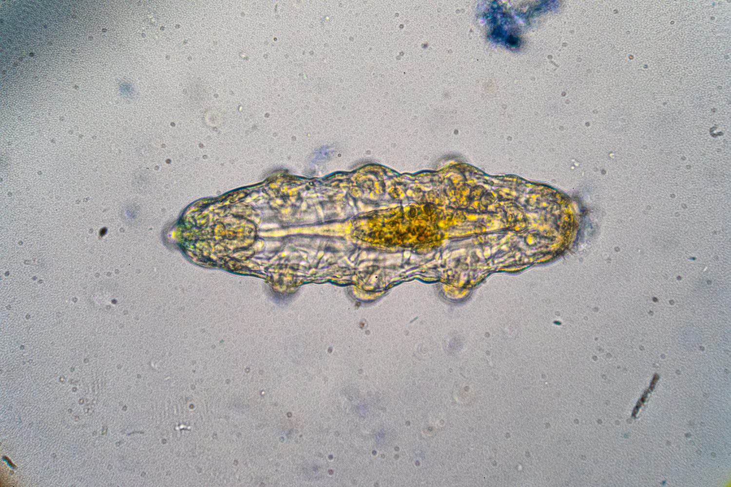 Close-up view of a gastrotrich, revealing its complex internal structure and anatomy under a microscope