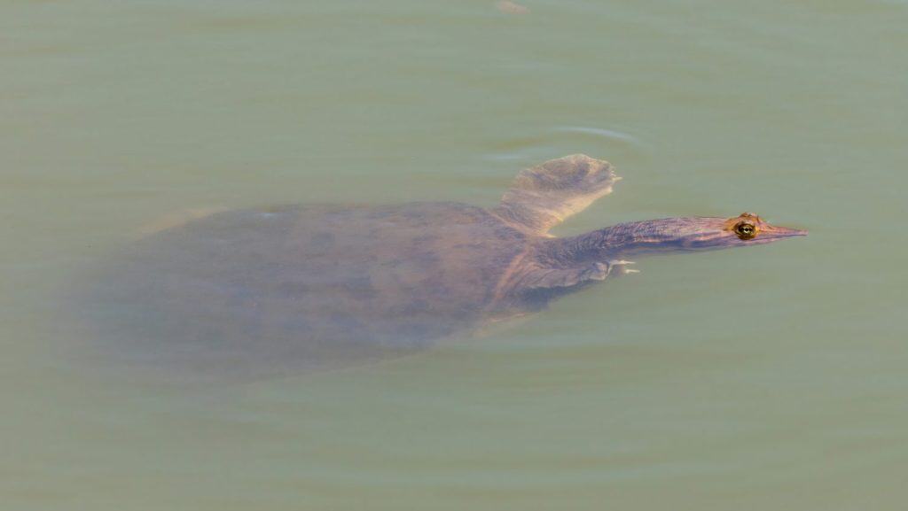 Softshell Turtle Swimming at Sandy Wool Lake at Ed R. Levin County Park, Santa Clara County, California.