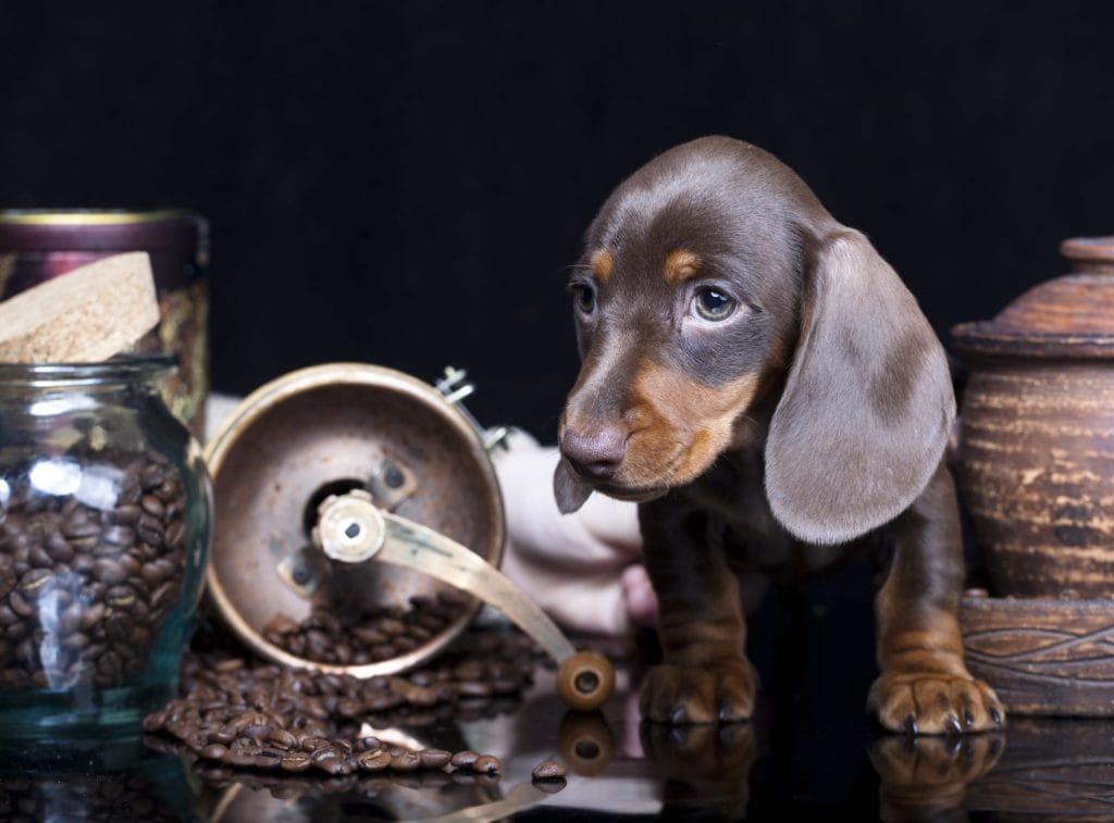 dachshund puppy and coffee beans