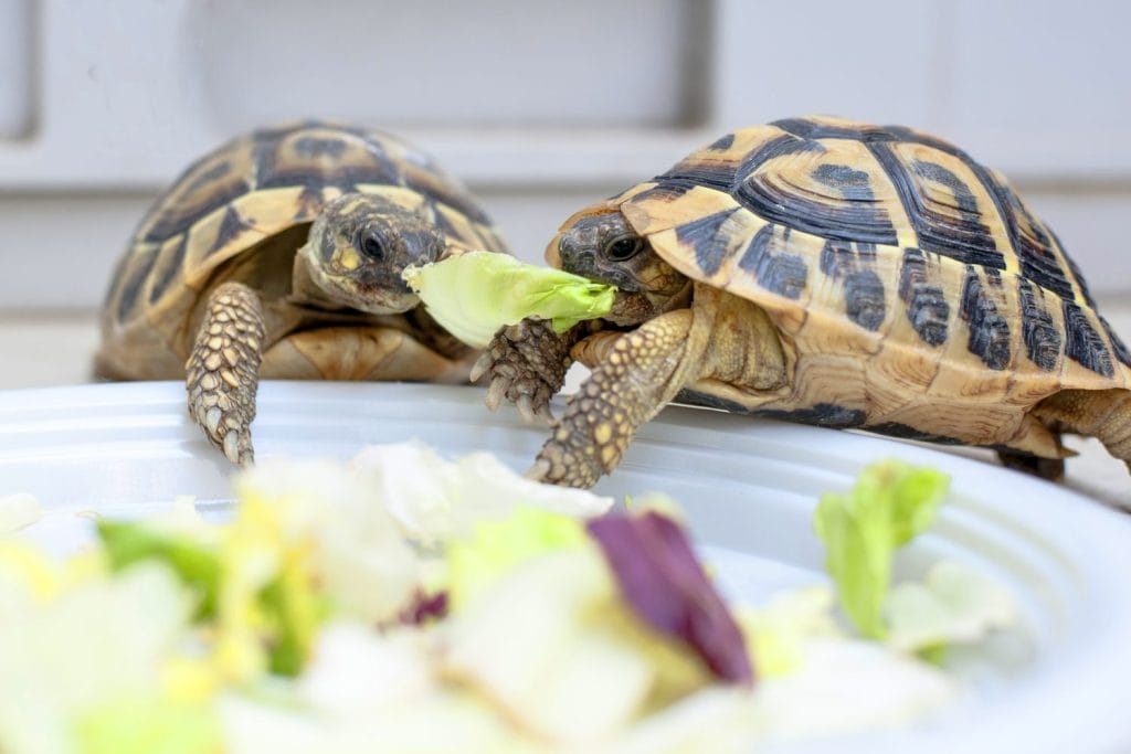 These Are 10 Foods That Turtles (Should) Refuse to Eat - A-Z Animals