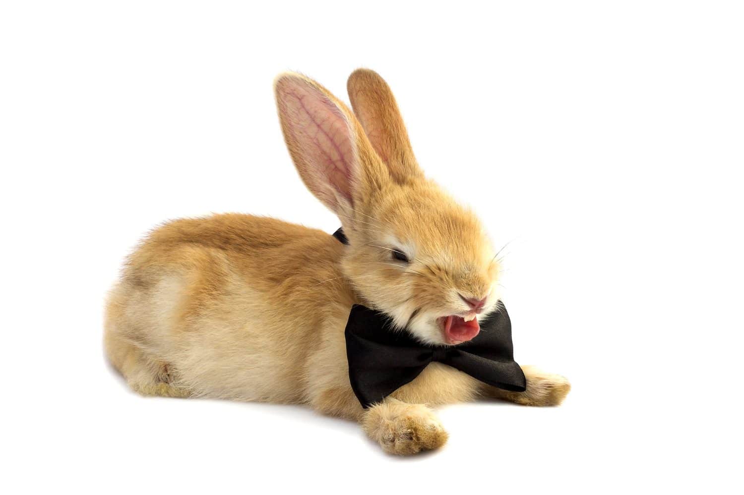The Science of Rabbit Communication, From Nose Wiggling to Tail Wagging -  A-Z Animals