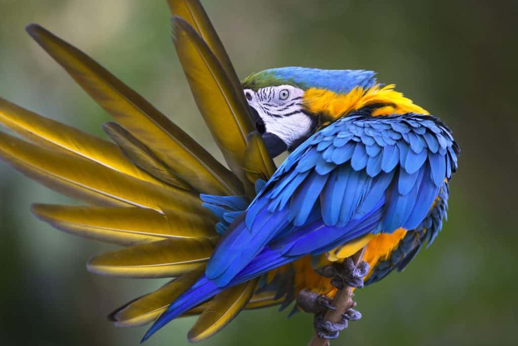 Portrait of blue-and-yellow macaw (Ara ararauna) grooming its feathers
