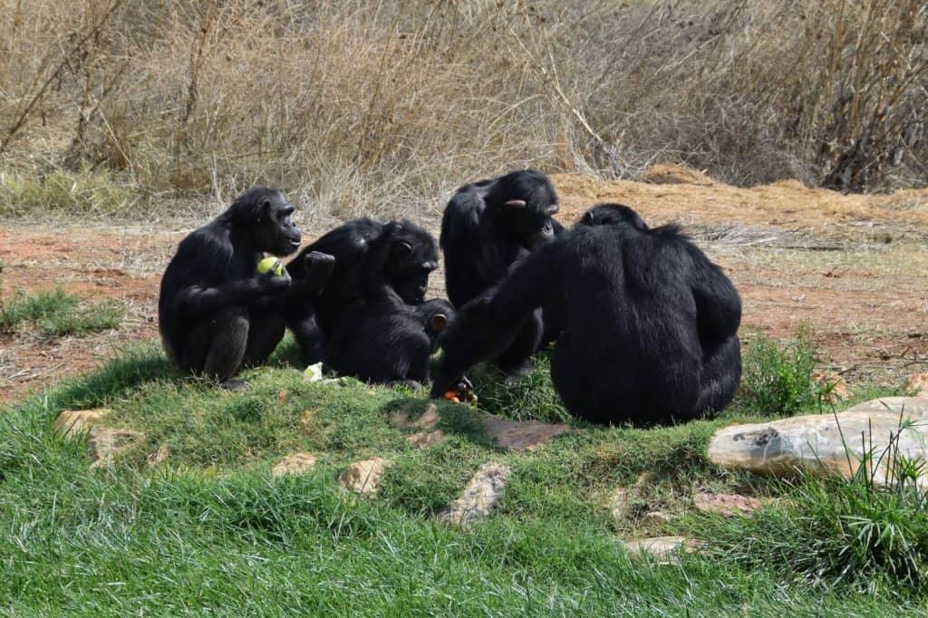 Group of chimpanzees feeding on vegetables. Wild animals sitting on grass.