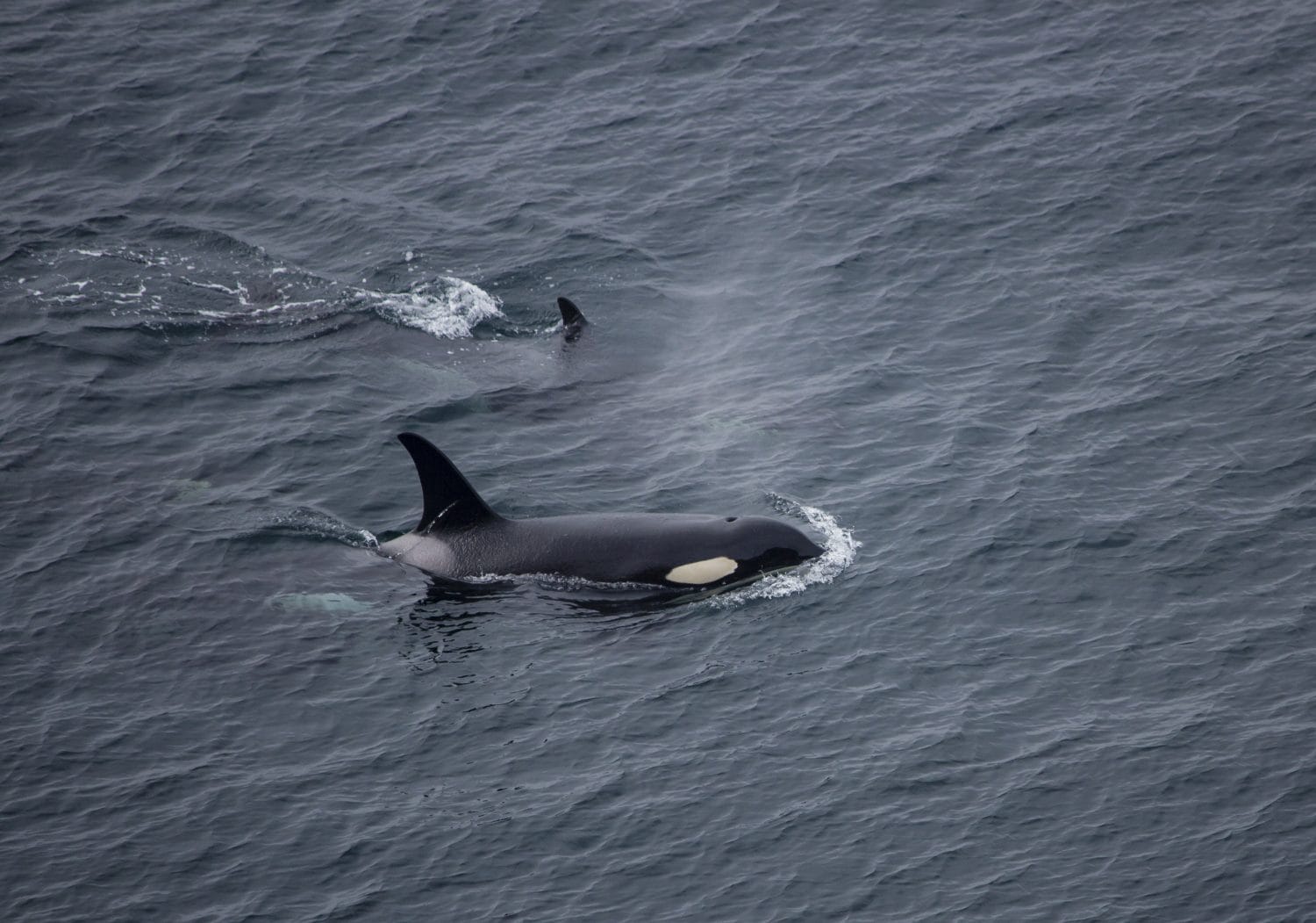 Image from above of orcas swimming