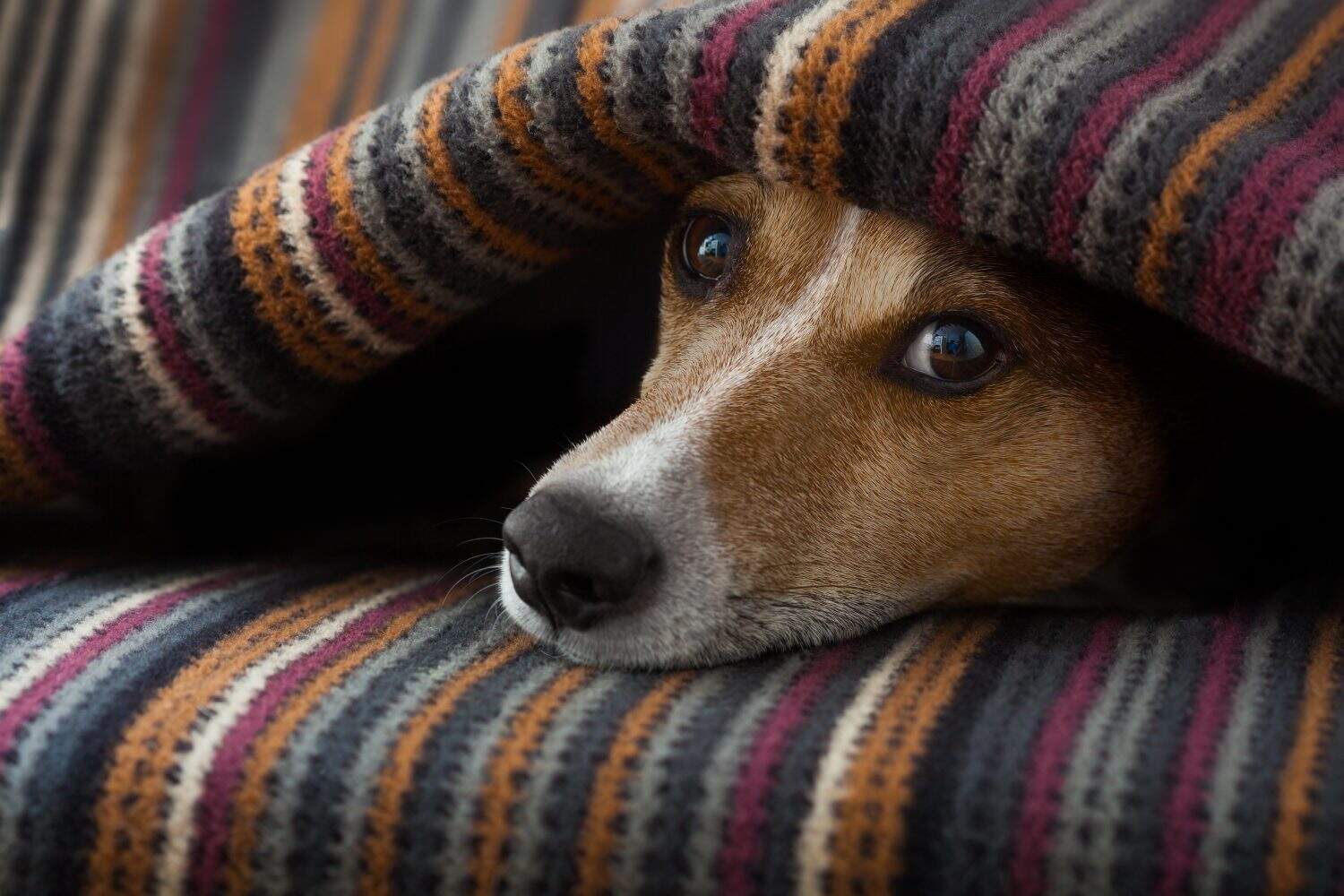 jack russell dog sleeping under the blanket in bed daydreaming sweet dreams