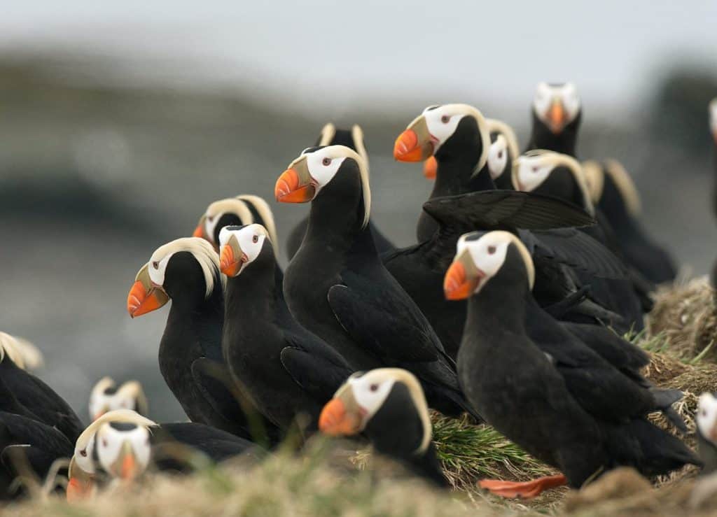Tufted puffin colony