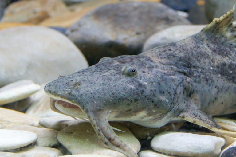 Goonch Catfish
