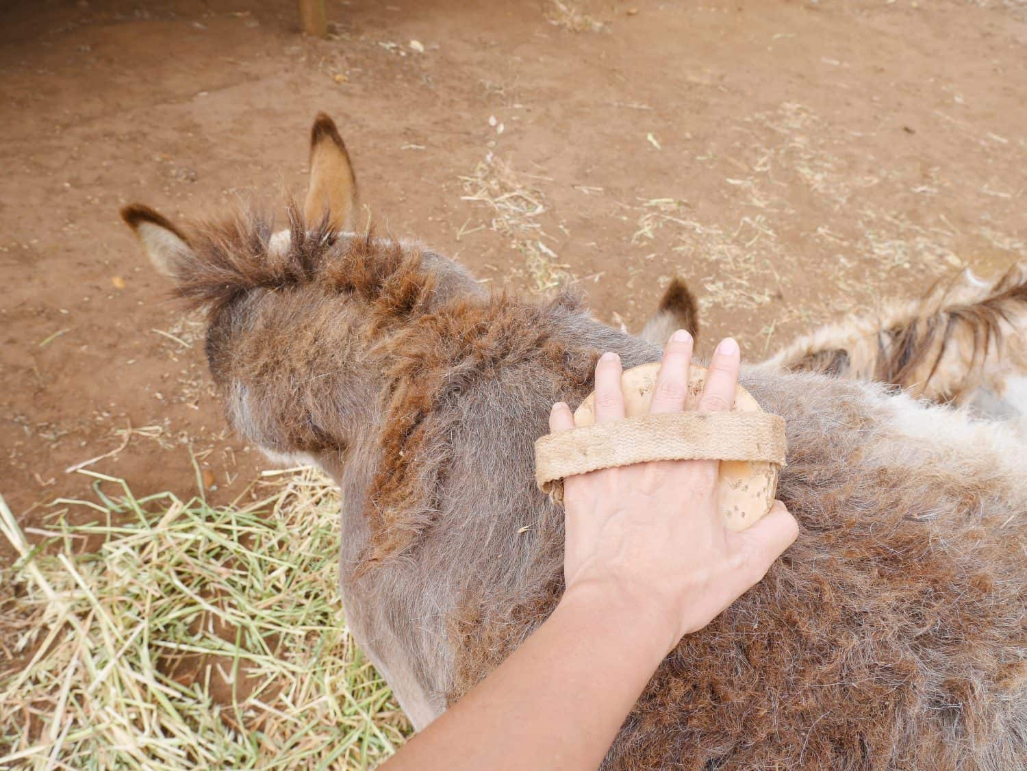 Donkey is groomed by brushing its fur