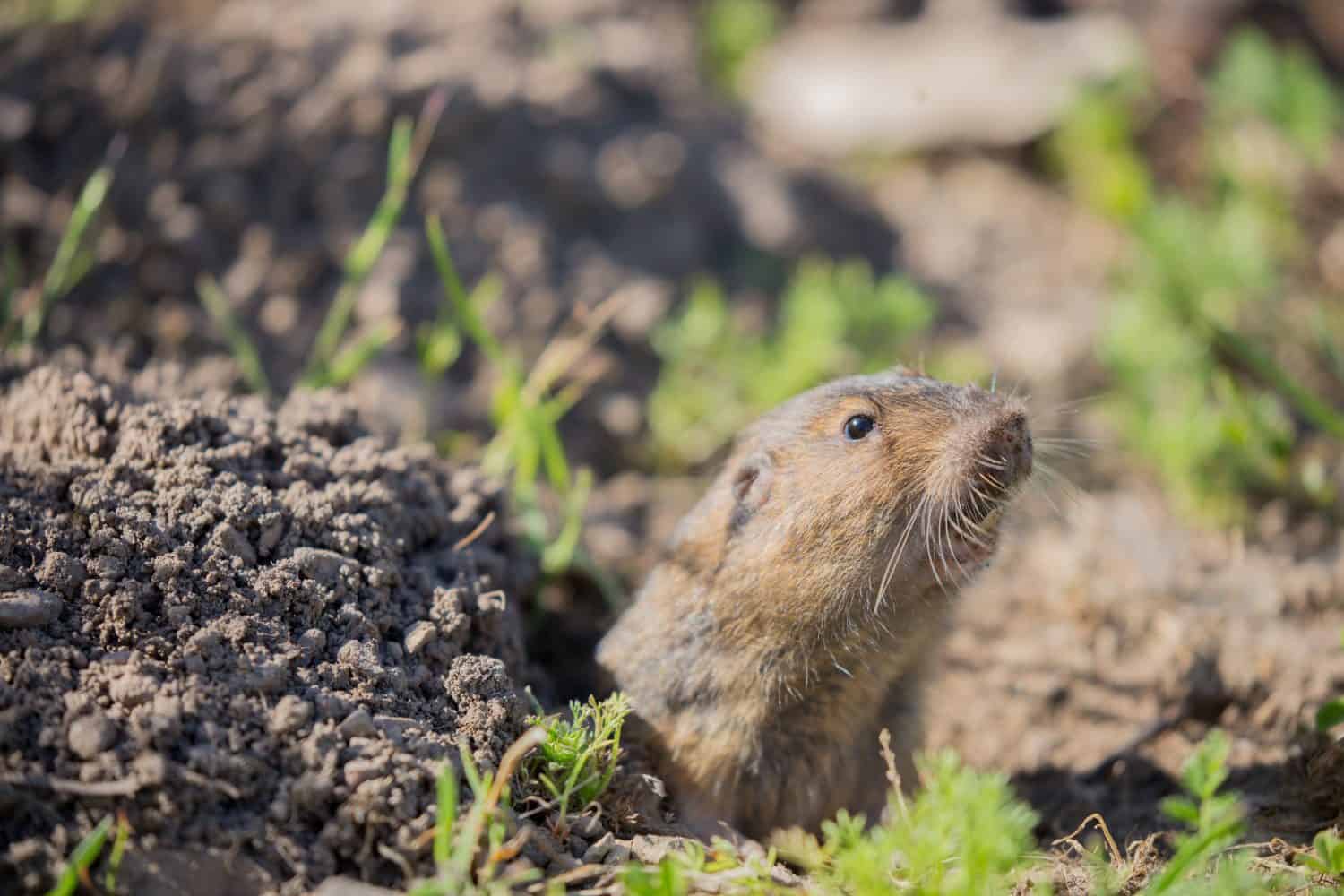 Botta's Pocket Gopher (Thomomys bottae) peeking over the burrow. Santa Clara County, California, USA.