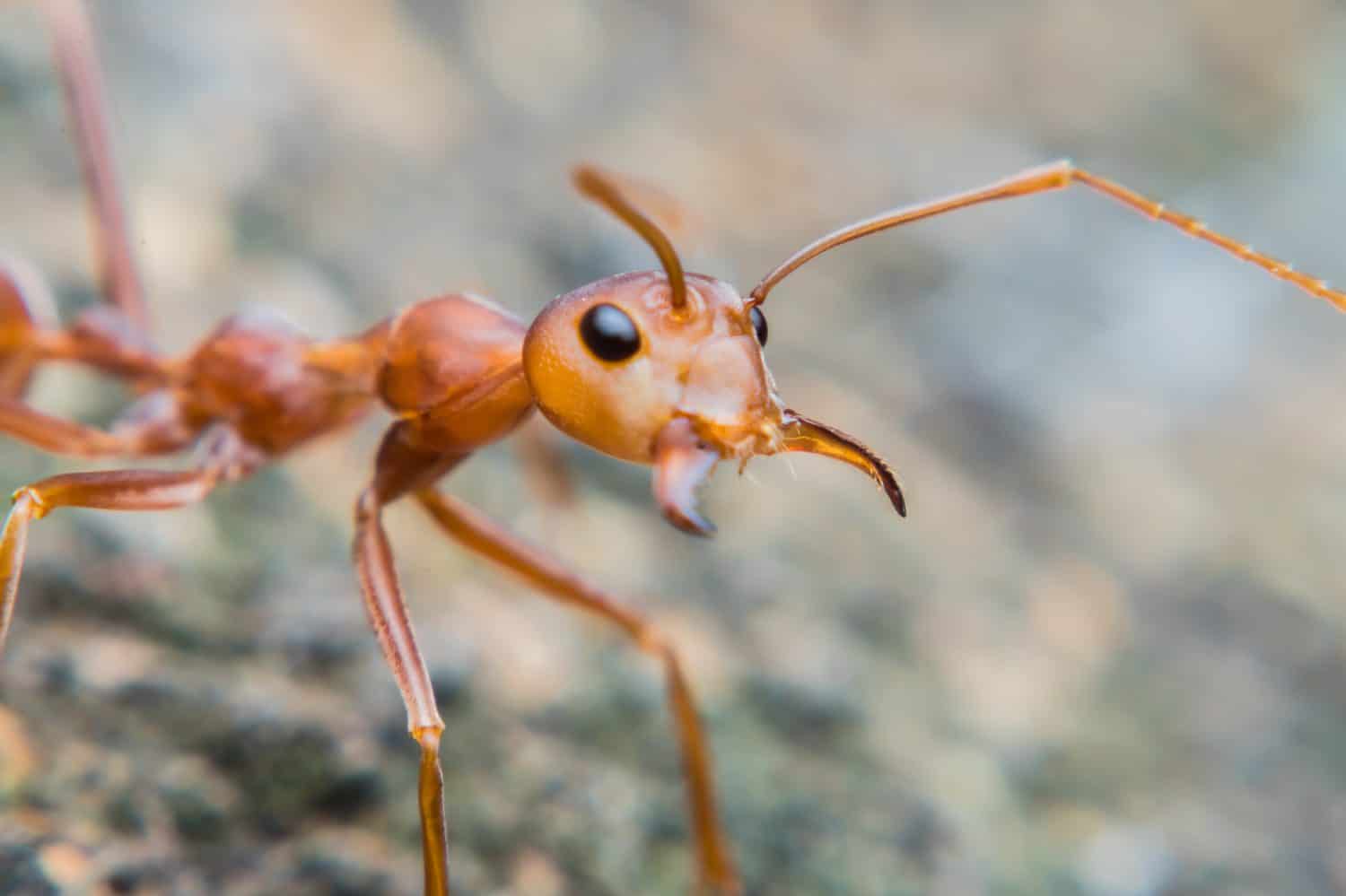 Close up of red ant with wide open mandibles and ready to fight