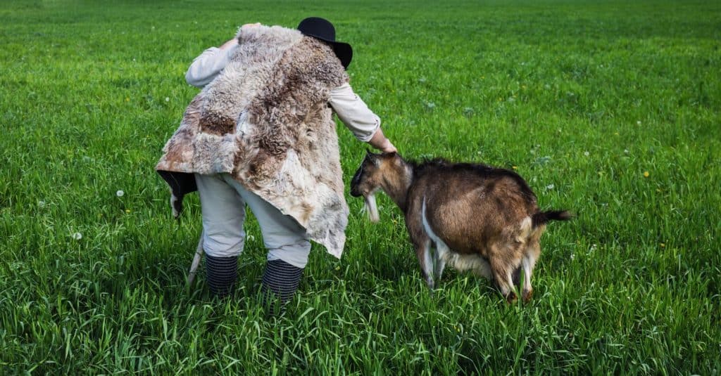 Shepherd and herd of goats on a green pasture