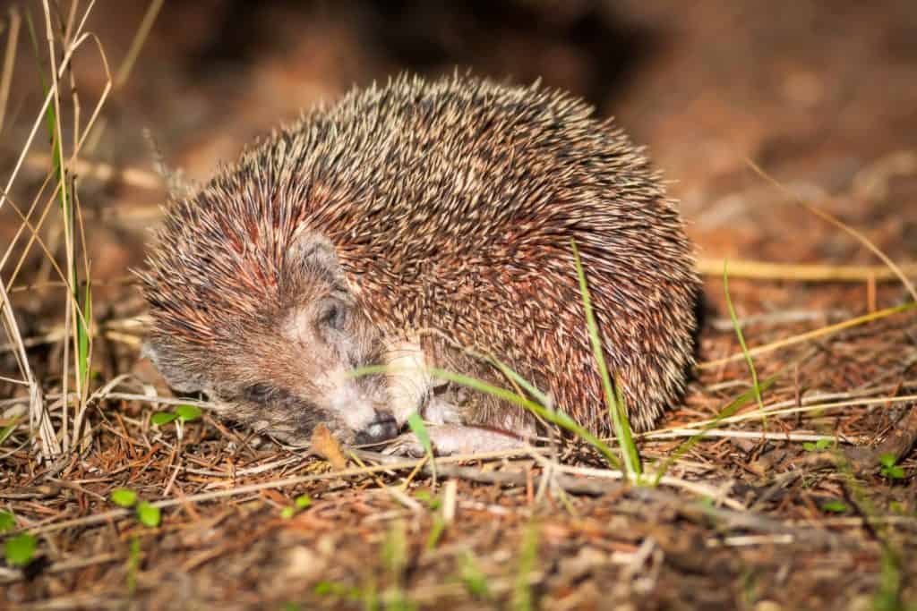 Cute little Hedgehog. Forest background. Animal: Southern White breasted Hedgehog. Erinaceus concolor.