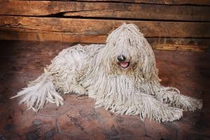 Hungarian Komondor. white-coloured Hungarian breed of livestock guardian dog. Hungarian sheepdog. Large breed of dog.