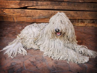 A Komondor