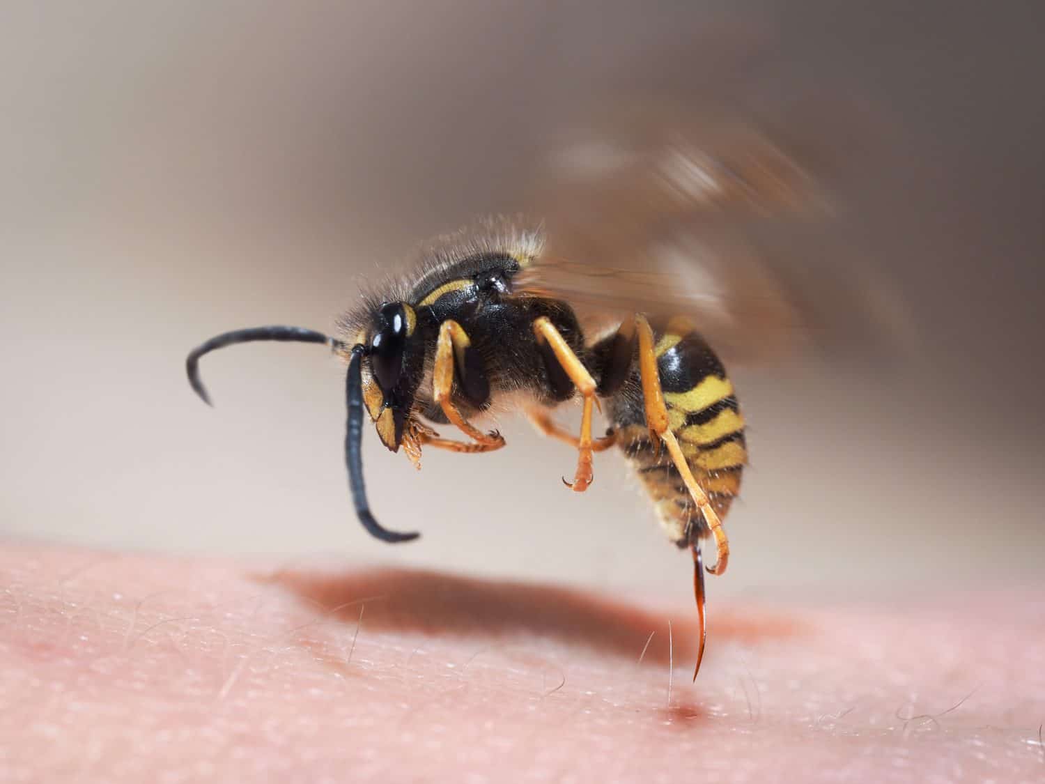 Human Killing Insect 8 Animals That Kill More People Than Sharks - A-Z Animals