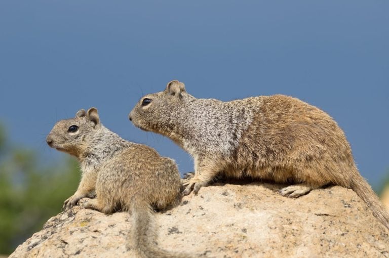 Meet the Wildlife of Capitol Reef National Park - A-Z Animals