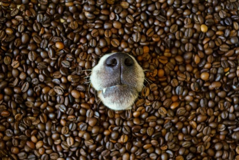 a cute dog's nose poking out of coffee beans