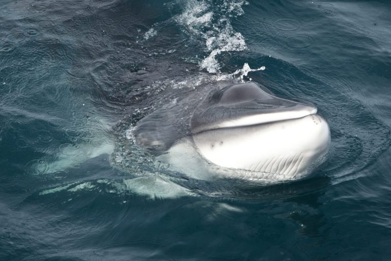 Minke Whale in Antarctica