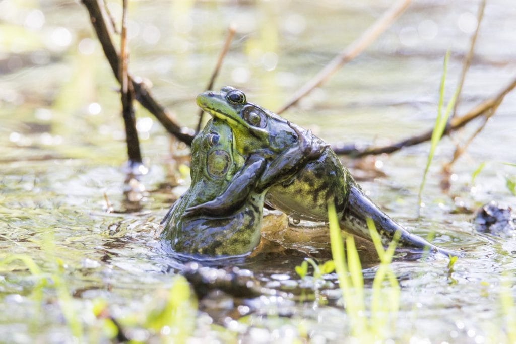 Two territorials males Green Frog-Lithobates (Rana) clamitans melanota fighting in spring.