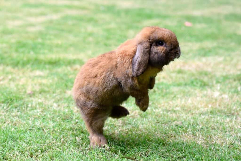 Little rabbit jumping on the grass