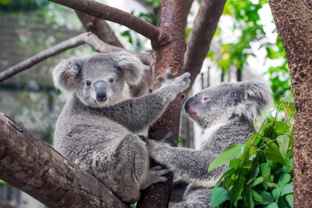 A cute koala.