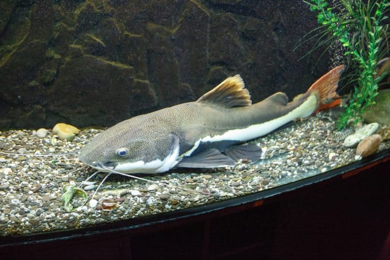 Redtail catfish (Phractocephalus hemioliopterus) in the aquarium