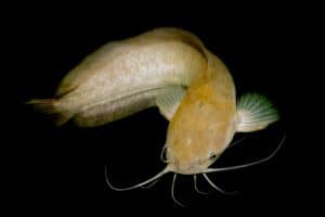 Yellow Catfish white Black Background.