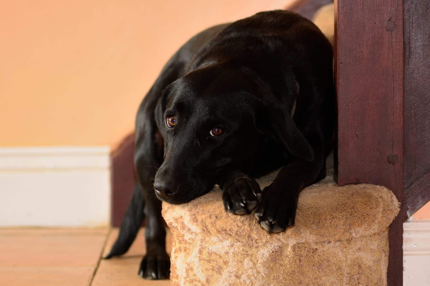 cute black labrador sitting at the bottom of the stairs
