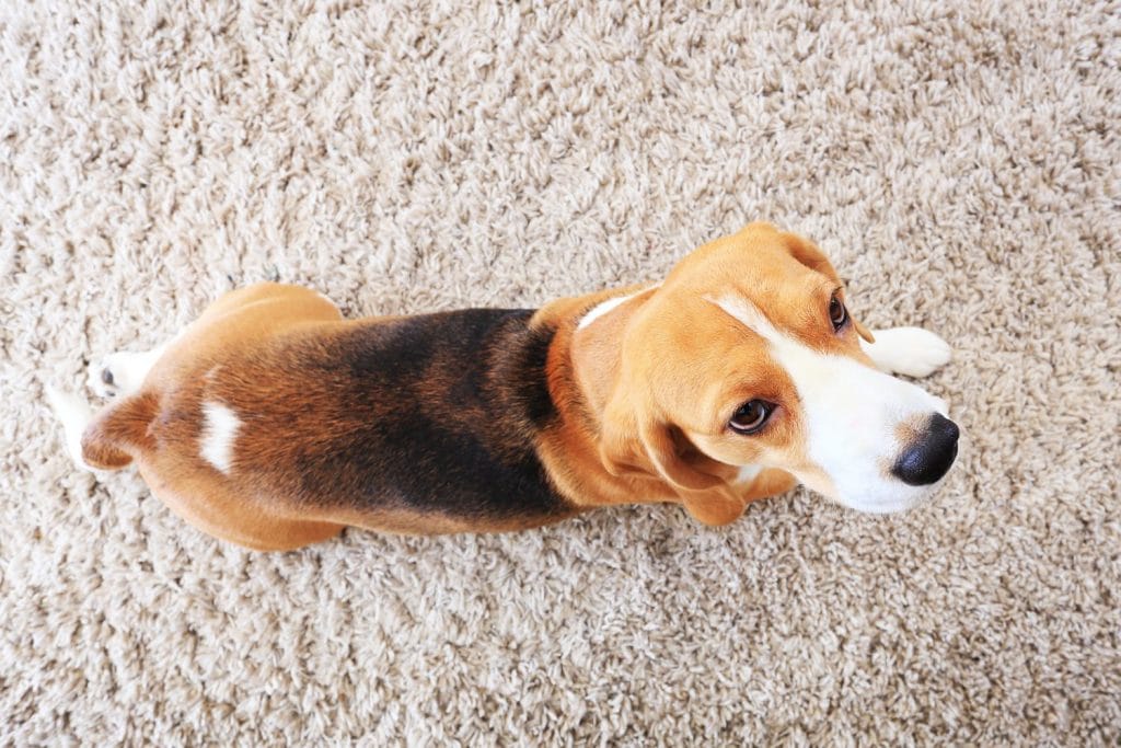 Beagle dog on soft carpet from above. Bright background with dog indoors.