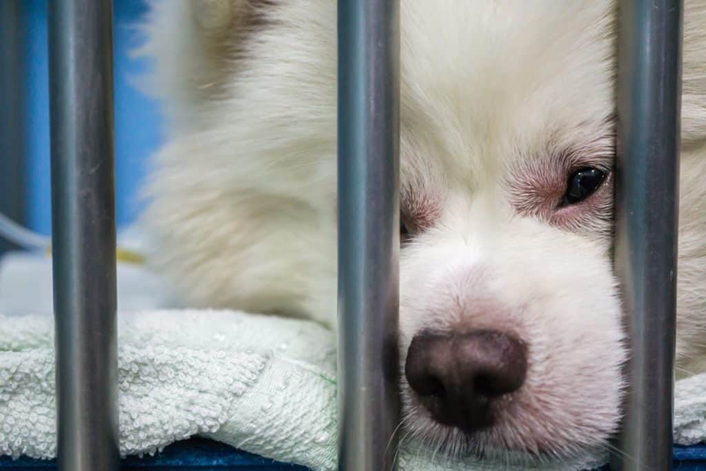 The Pomeranian mix dog 's face and eye have swollen, hypersensitivity reaction, blepharitis. The dog 's treating by Intravenous fluid therapy, supportive therapy in cage. Veterinary medicine concept.