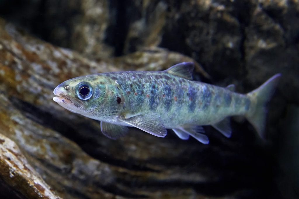 Why Most Salmon Alevins Don't Survive - A-Z Animals