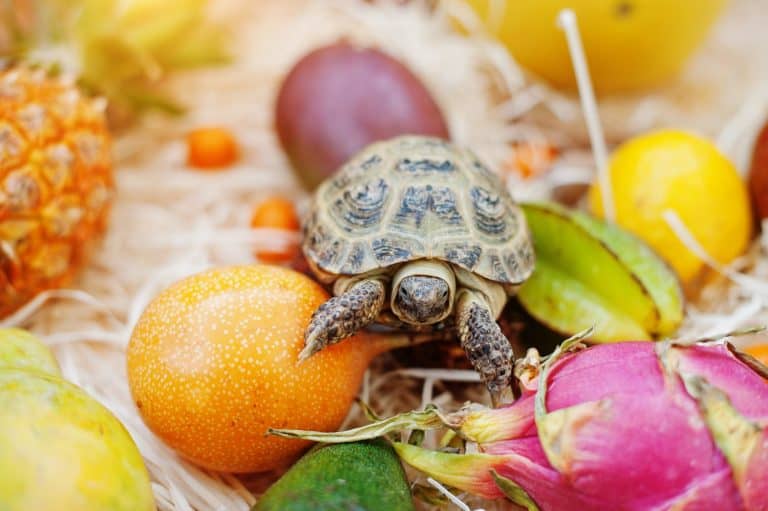Small tortoise on fresh exotic fruits.