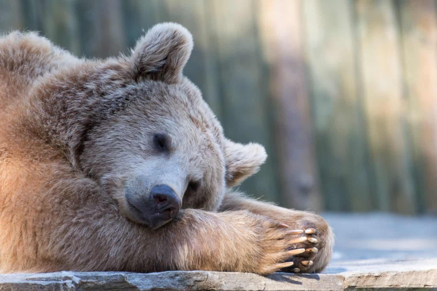 Sleeping brown bear in zoo