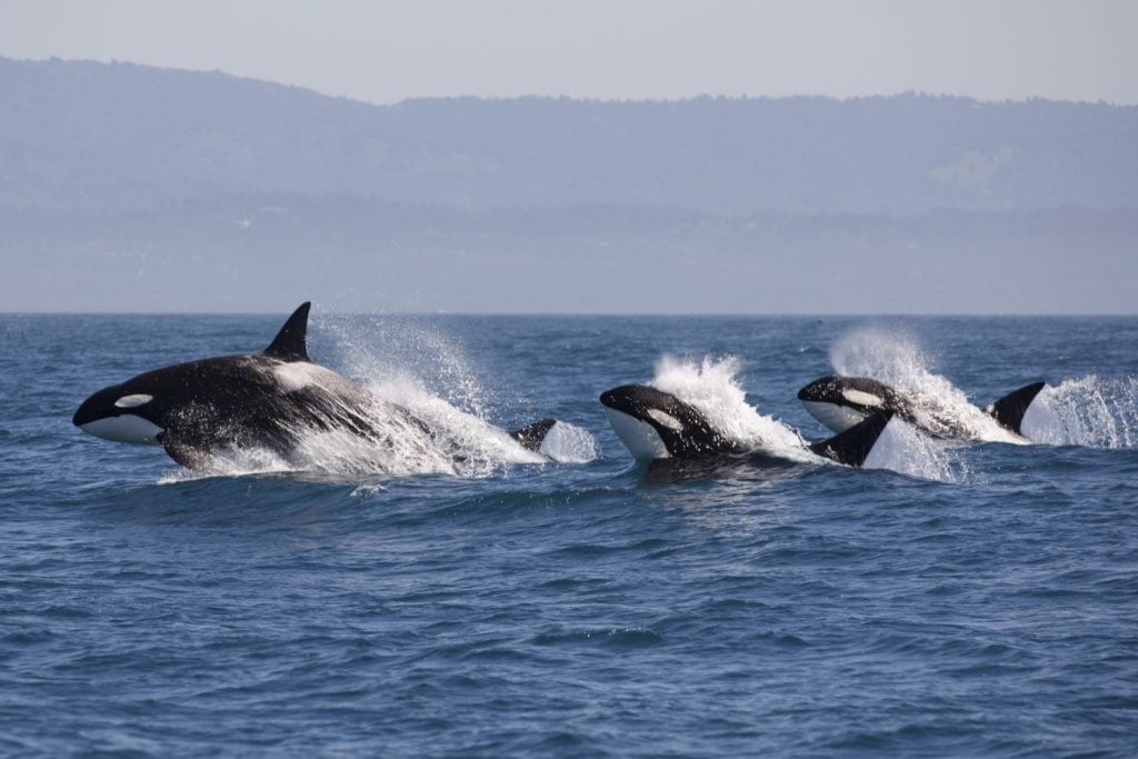 Killer Whale - (Orcinus Orca)