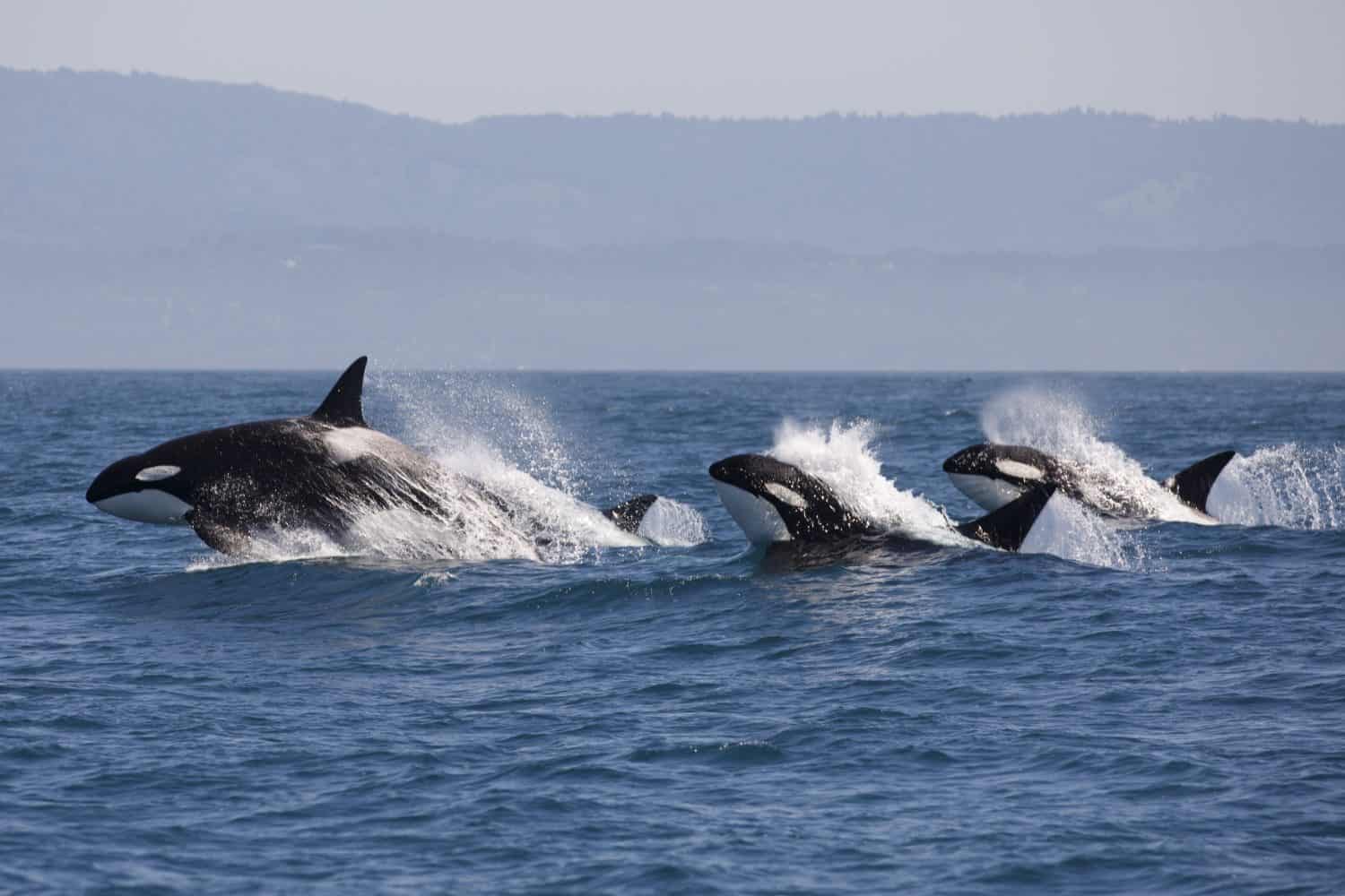 Killer Whale - (Orcinus Orca)