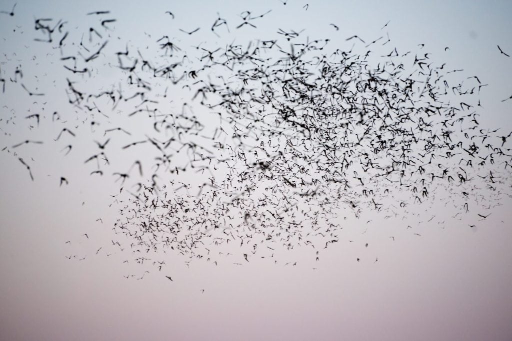 Mexican Free-Tailed Bats leaving a south Texas cave