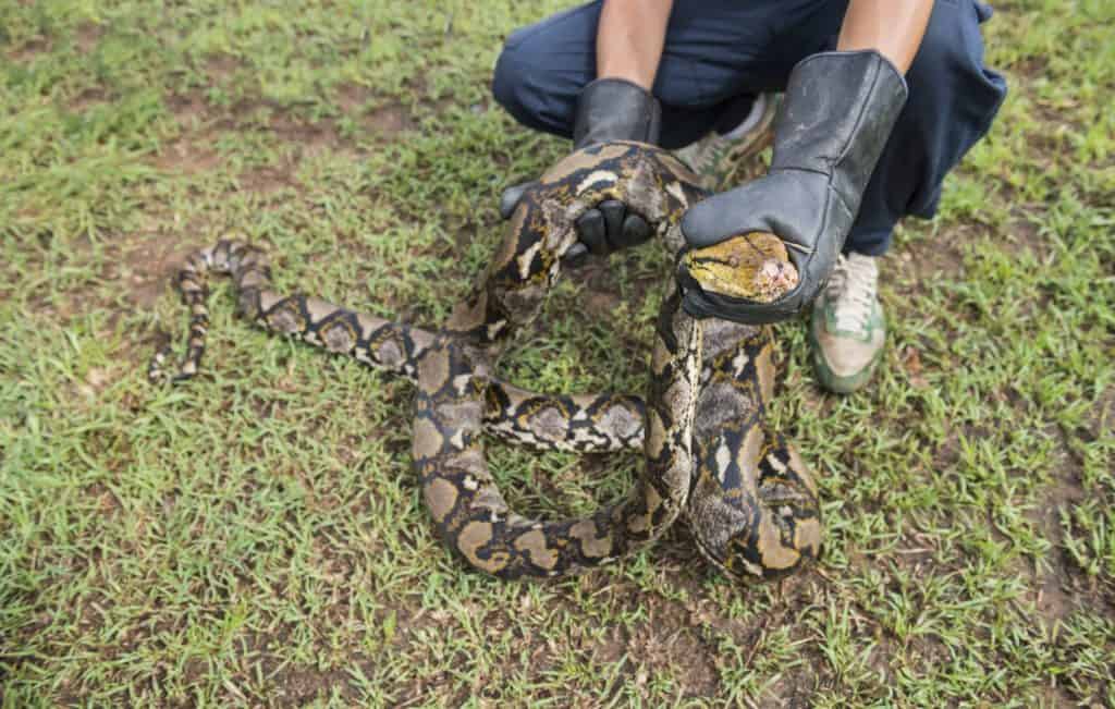 Hand with gloves help python.