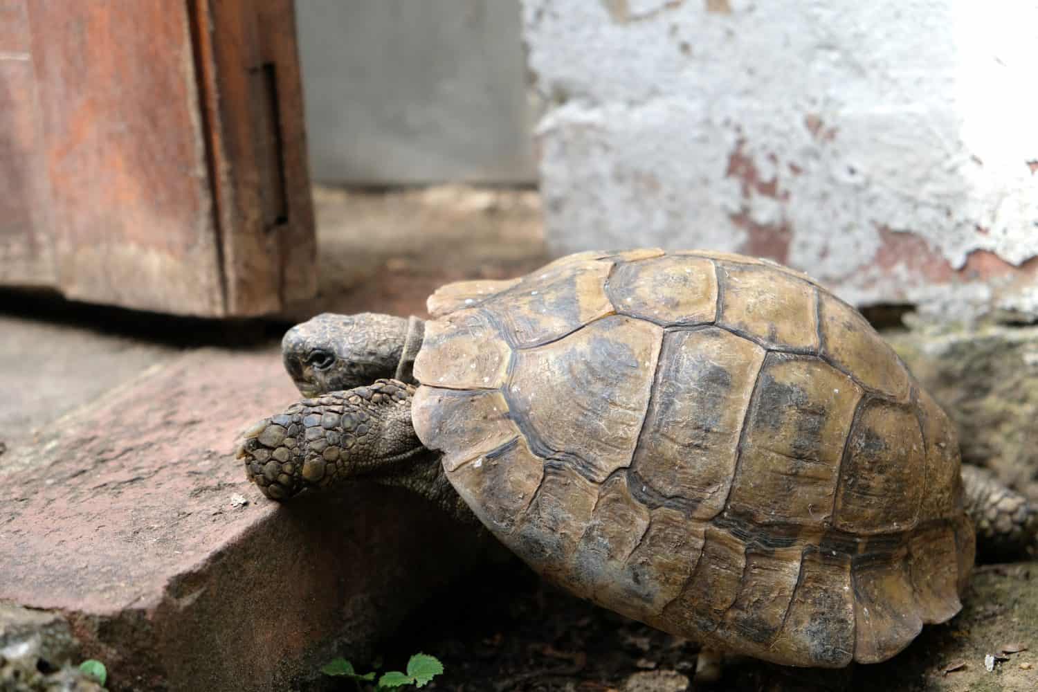 Slow moving tortoise climbing up high step unaided