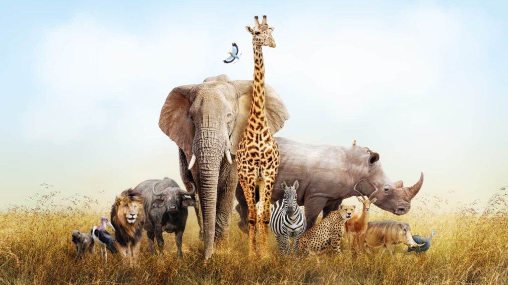 Large group of African safari animals composited together in a scene of the grasslands of Kenya.
