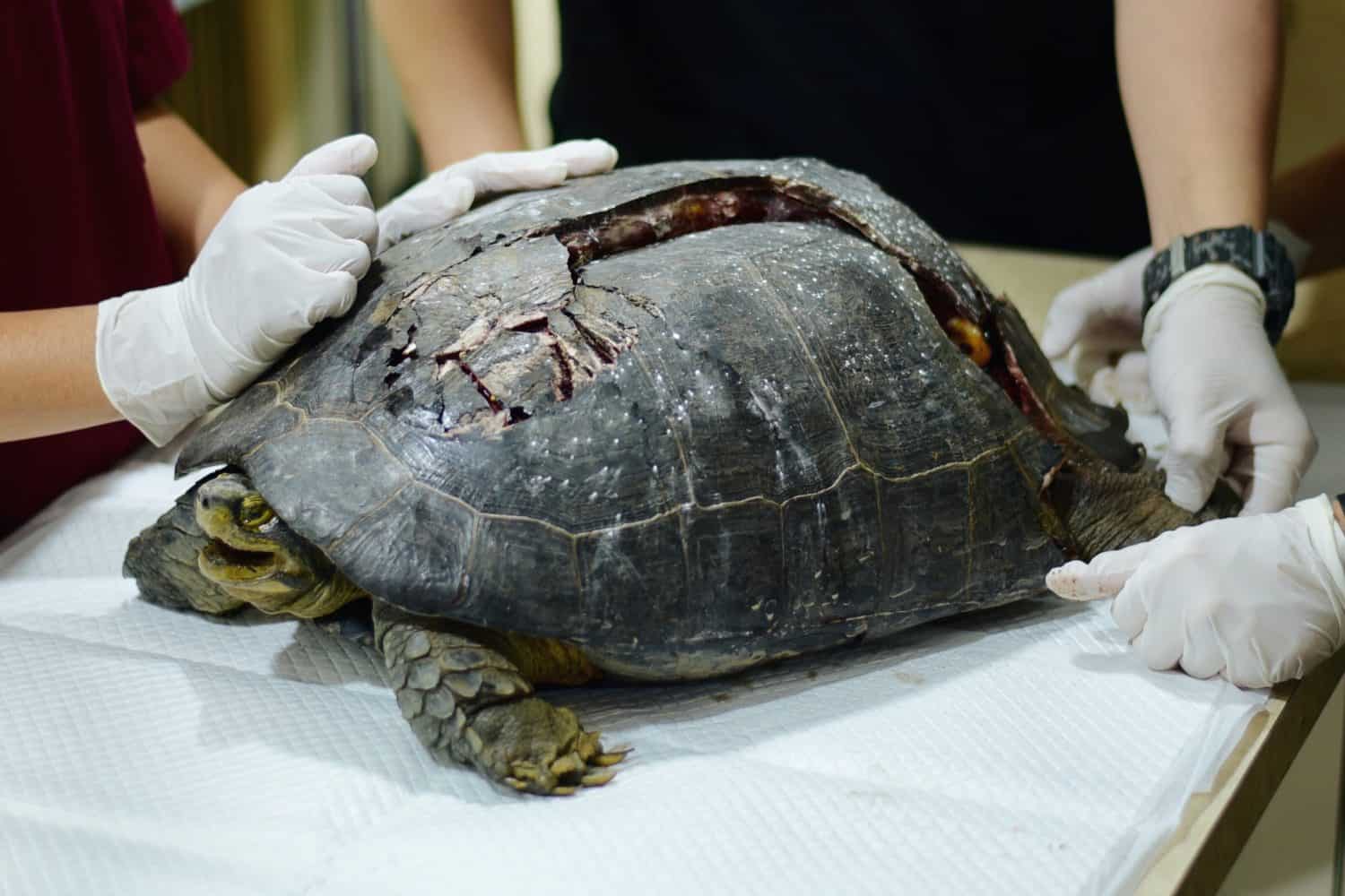 Turtle with broken shell in exotic pet hospital.
