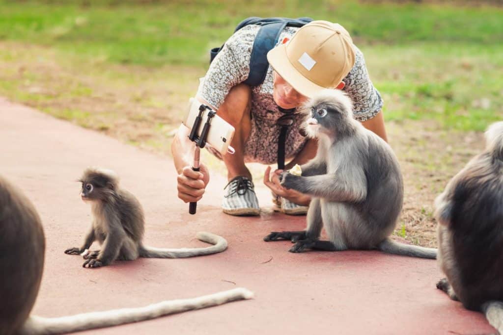 Travel selfie with funny monkeys. Young man takes a picture of wild animals. Spectacled langurs leave their isolated rocky forest to visit people to get food in Prachuap Khiri Khan, Thailand