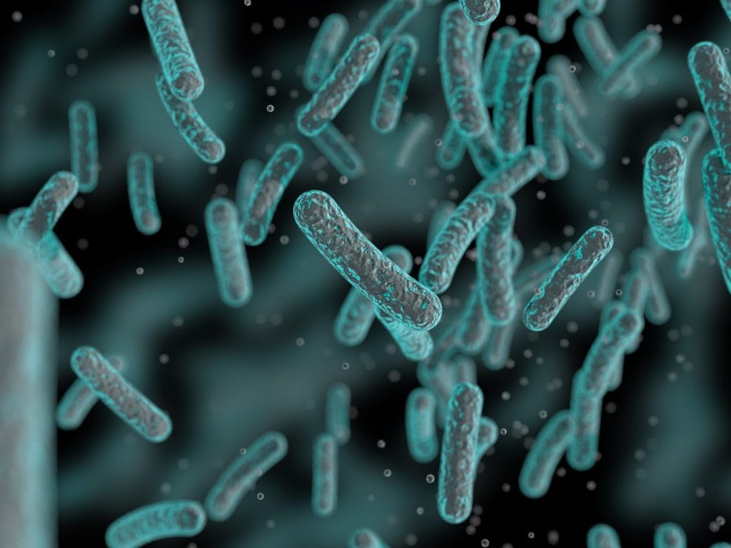 Bacteria, Bacterial colony, Microbes, Salmonella Bacteria