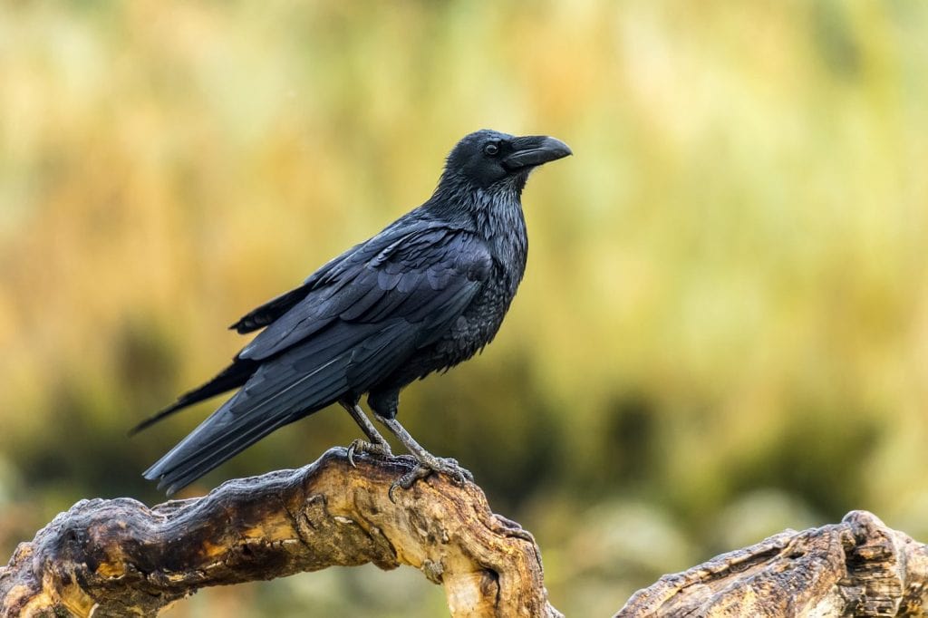 corvus corax raven