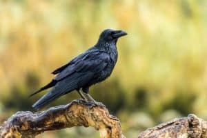 corvus corax raven